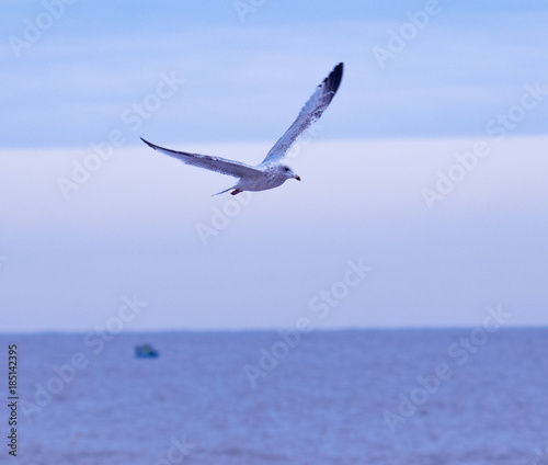 Seagull in fligth 