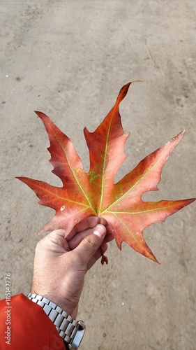 228 Chinar Leaf Images, Stock Photos & Vectors | Shutterstock