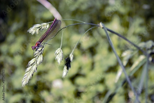 dragonfly on a branch photo