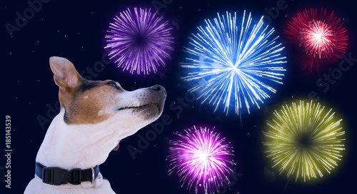 Fototapeta Naklejka Na Ścianę i Meble -  Dog muzzle jack russell terrier against the sky with colored fireworks. Safety of pets during fireworks concept