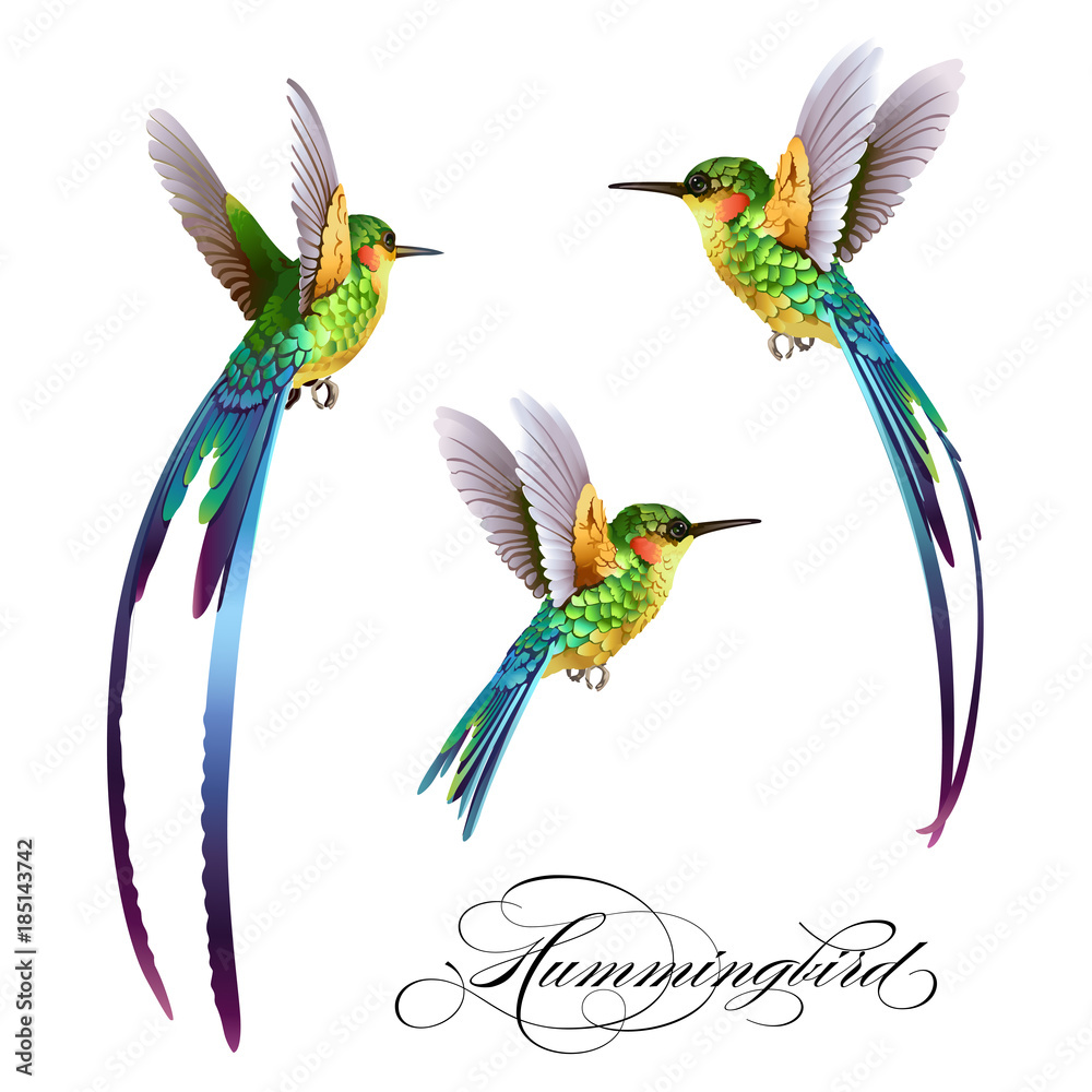 Obraz premium Hummingbirds set. Tropical seamless pattern with bird. Vector illustration.