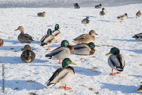 Duck on snow, ice. Wildlife of bird in winter photo