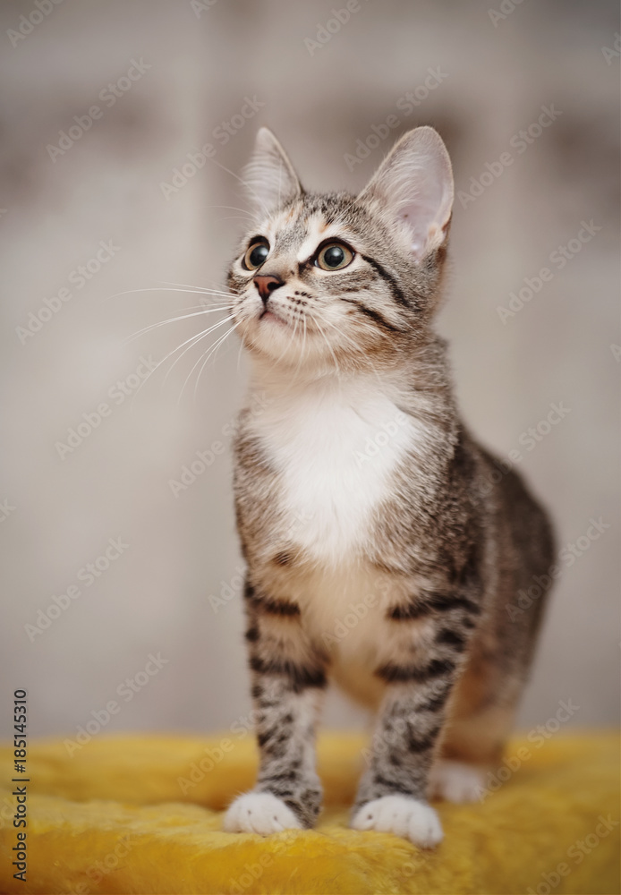 Fototapeta premium The young striped cat with brown eyes