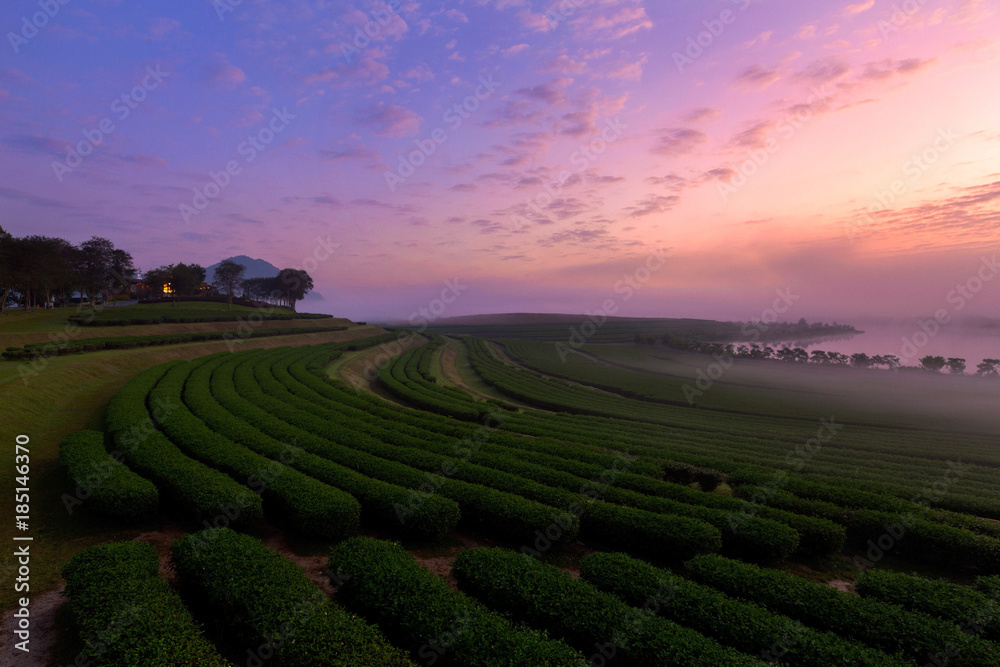 The tea plantations background , Tea plantations at sunrise with fog in chiang rai, Thailand