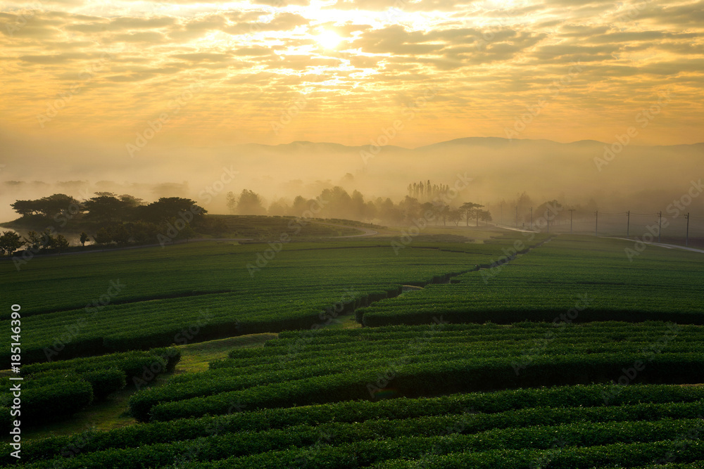 The tea plantations background , Tea plantations in morning light with fog, Chiang rai, Thailand