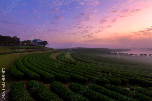 The tea plantations background , Tea plantations at sunrise with fog in chiang rai, Thailand