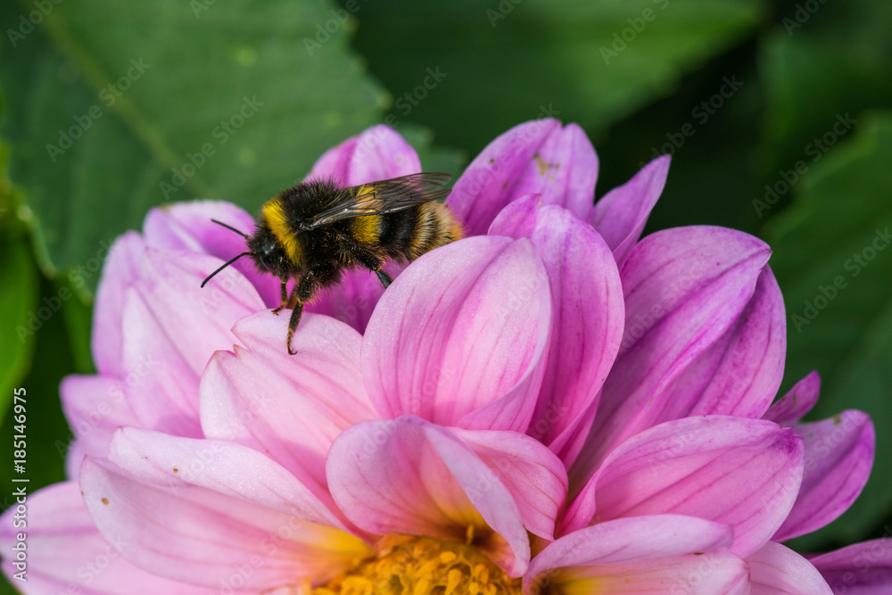 Bee collecting nectar of pink flowers field. Bee collecting nectar of pink flowers field.