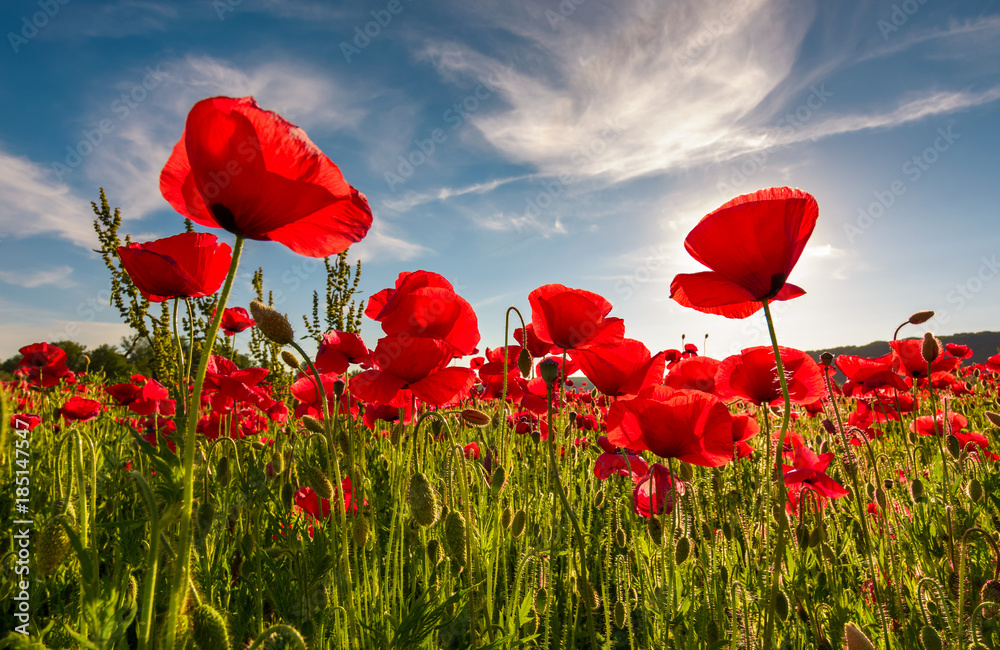 field of red poppy flower with sunburst shot from below. beautiful nature background against the blue sky - obrazy, fototapety, plakaty 