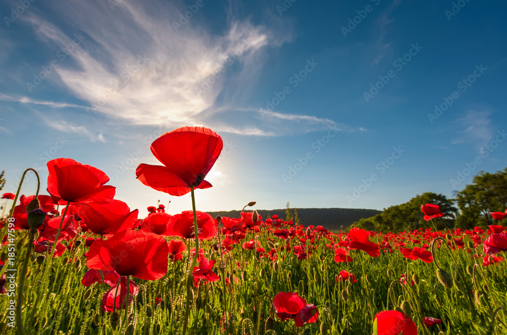 Obraz pole czerwony kwiat maku z sunburst strzał z dołu. piękny charakter tła na tle błękitnego nieba
