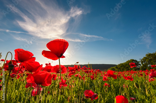Fototapeta pole czerwony kwiat maku z sunburst strzał z dołu. piękny charakter tła na tle błękitnego nieba