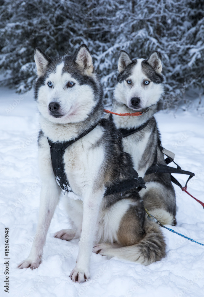 working husky dogs in arctic Finalnd