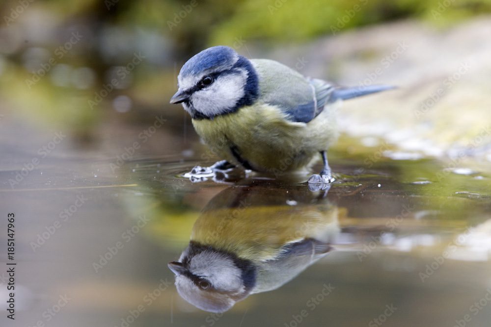 Obraz premium Blue tit, Cyanistes caeruleus