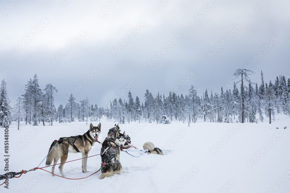 Naklejka premium working husky dogs in arctic finalnd