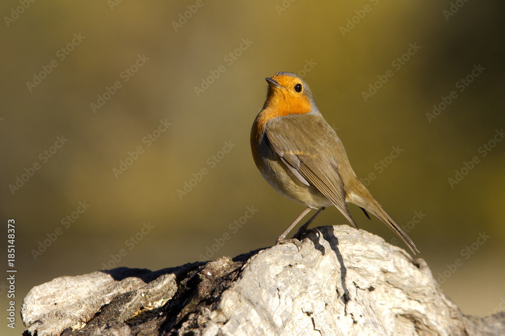 European robin. Erithacus rubecula European robin. Erithacus rubecula
