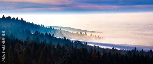 Forrest retreating into fog photo