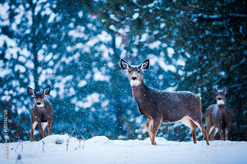 jelen-w-sniegu