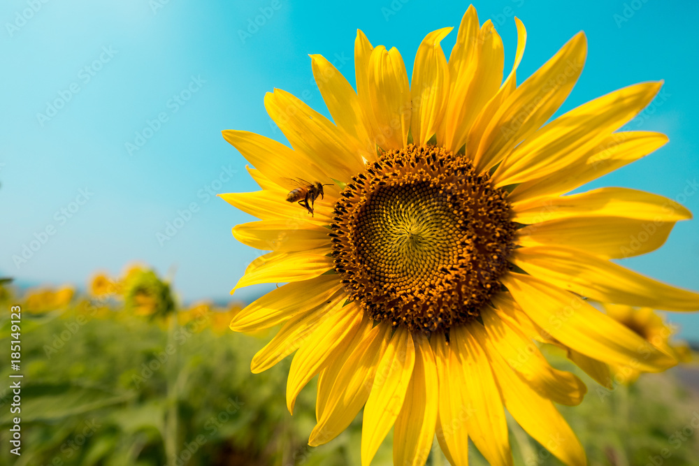 Bee flying to the Sunflower in blue sky background Bee flying to the Sunflower in blue sky background