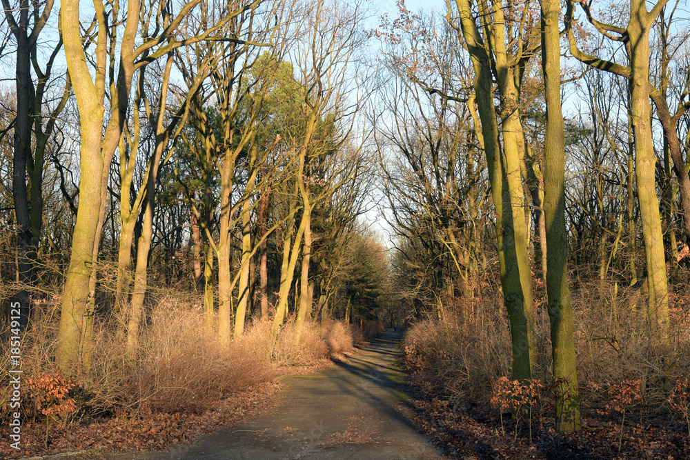 Fototapeta premium volkspark jungfernheide