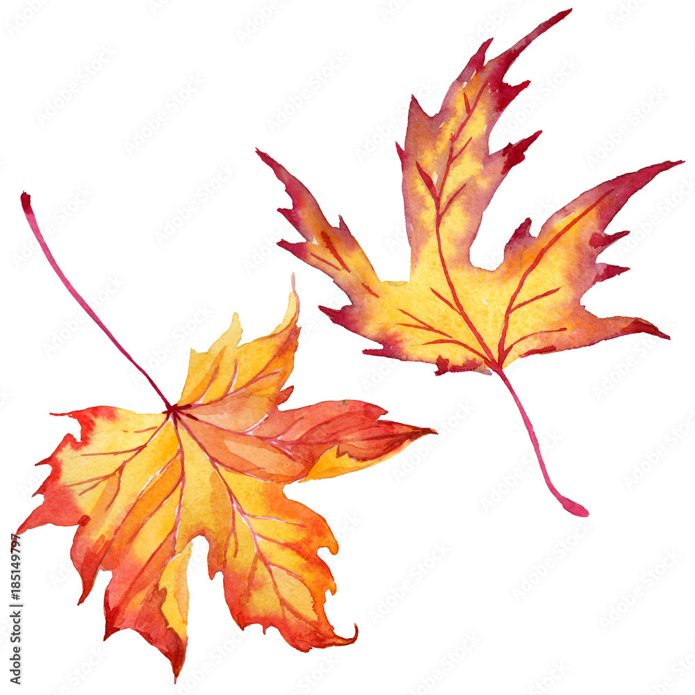 Fototapeta premium Maple leaves in a watercolor style isolated. Aquarelle maple leaves for background, texture, wrapper pattern, frame or border.