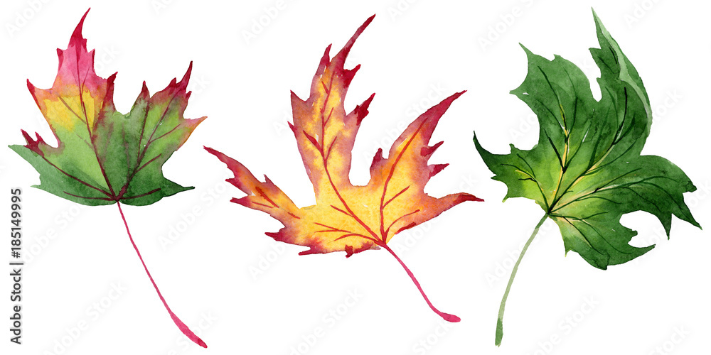 Maple leaves in a watercolor style isolated. Aquarelle maple leaves for background, texture, wrapper pattern, frame or border. Maple leaves in a watercolor style isolated. Aquarelle maple leaves for background, texture, wrapper pattern, frame or border.