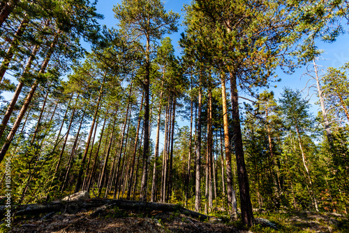 Pine forest on a sunny summer day. Karelia  Russia
