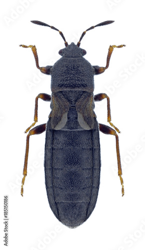 Bug Dimorphopterus spinolae on a white background photo