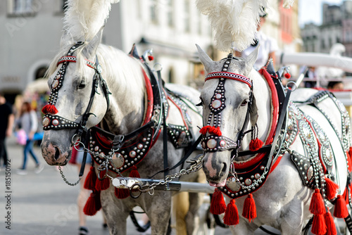 Pferde mit Pferdekutsche in Krakau