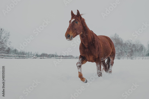 Red horse plays in the snow