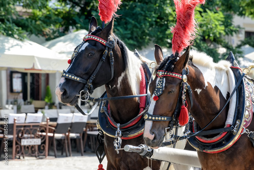 Pferde mit Pferdekutsche in Krakau © cameris