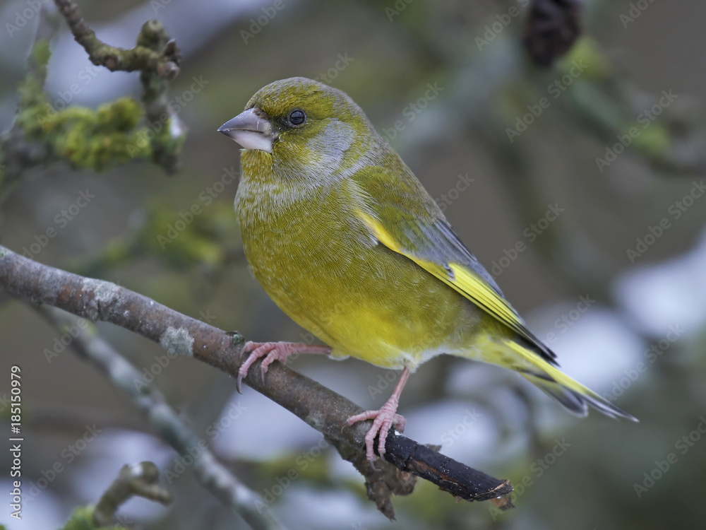 European greenfinch (Chloris chloris) European greenfinch (Chloris chloris)