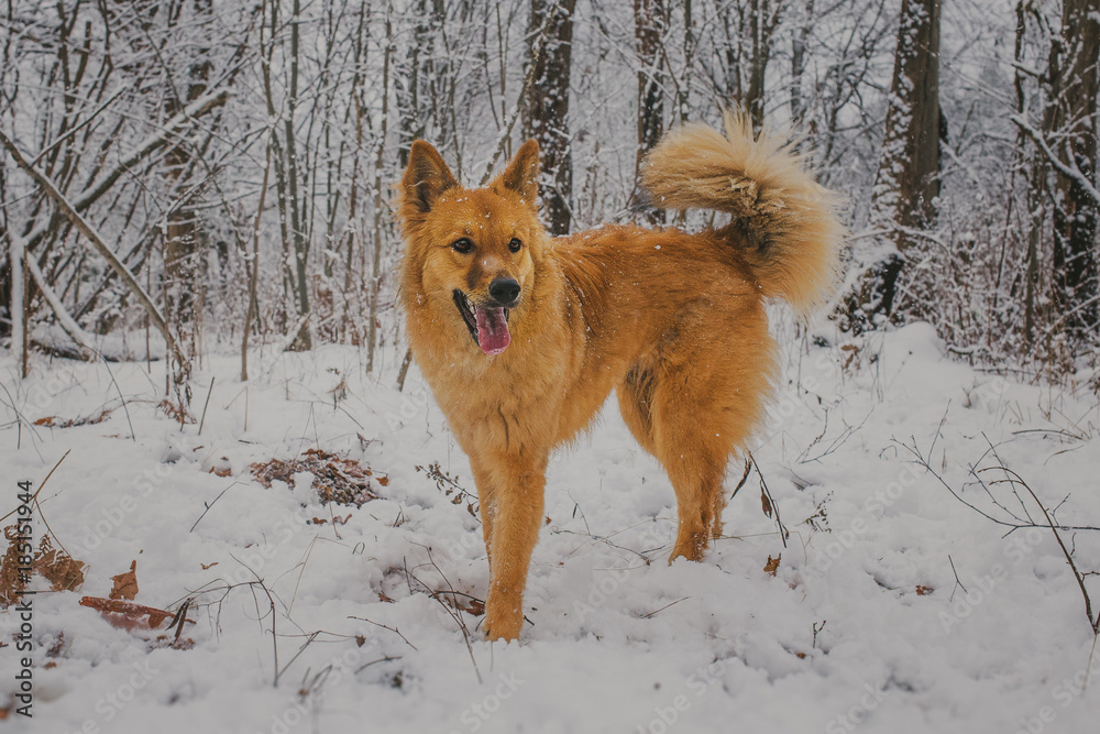 Red dog mongrel playing in the snow