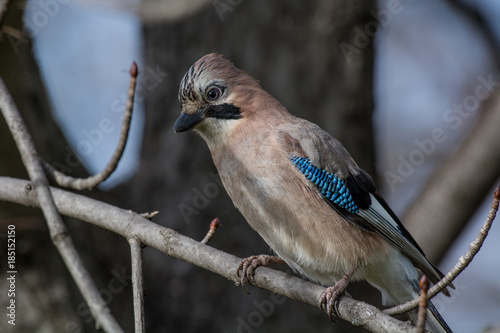 Close up of a beautiful Eurasian Jay with bright colorful feathers sitting on a tree
