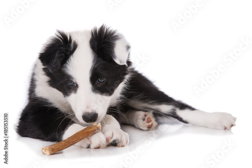 Fototapeta Naklejka Na Ścianę i Meble -  Border Collie Welpe mit Ochsenziemer