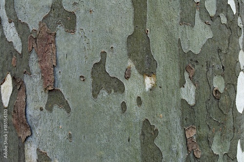 wood surface