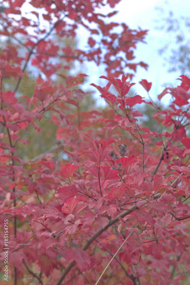 wild rose branch with red leaves, ready to fall