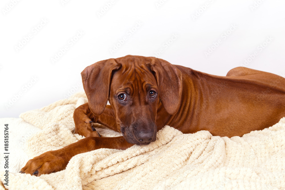Sad dog breed Rhodesian Ridgeback puppy lying on a white blanket and look reproachfully