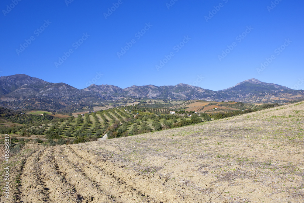 olive farm scenery