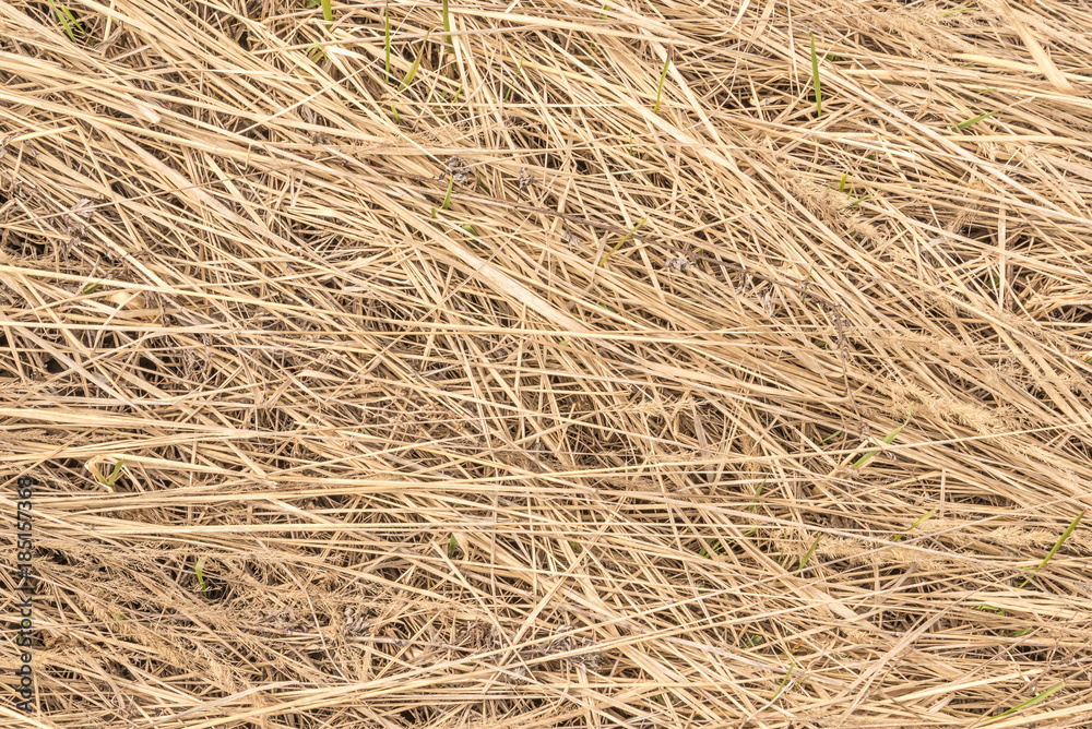 Dry yellow hay grass background texture.