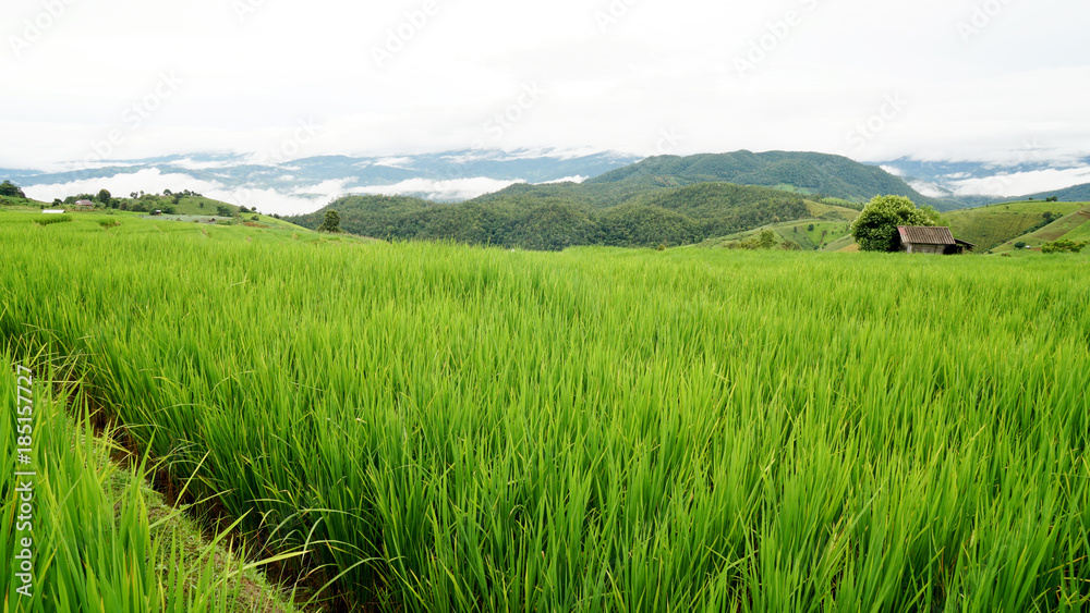 Step Rice field in Thailand