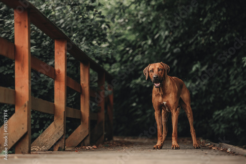 Canvas Print Rhodesian Ridgeback