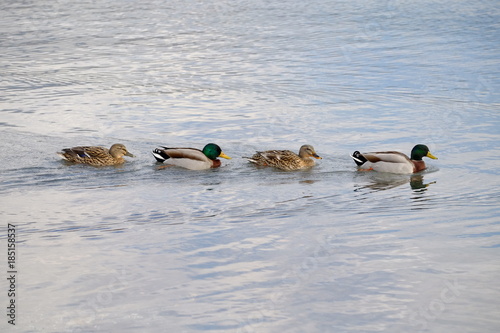 anatre in fila sul lago