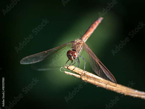 libellula macro
