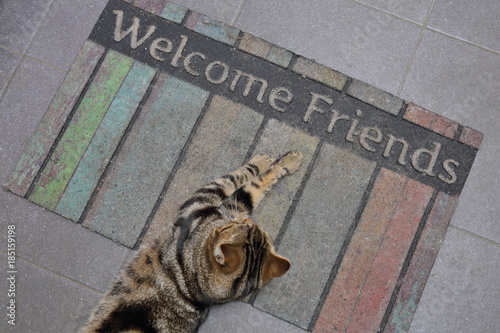 chat tigré tabby sur un paillasson bienvenue photo