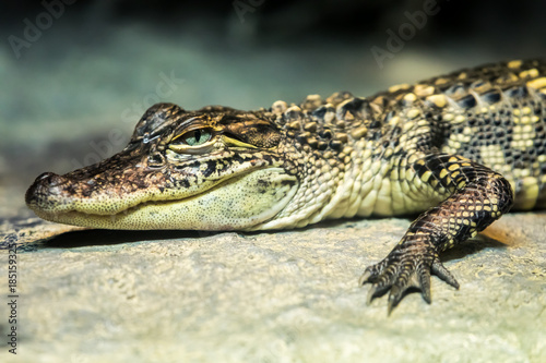 Alligator Close Up © Moonborne