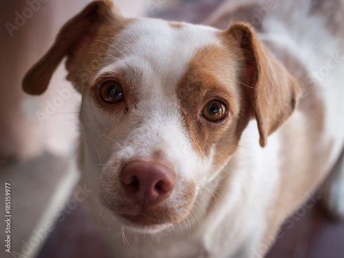 Cane jack russel