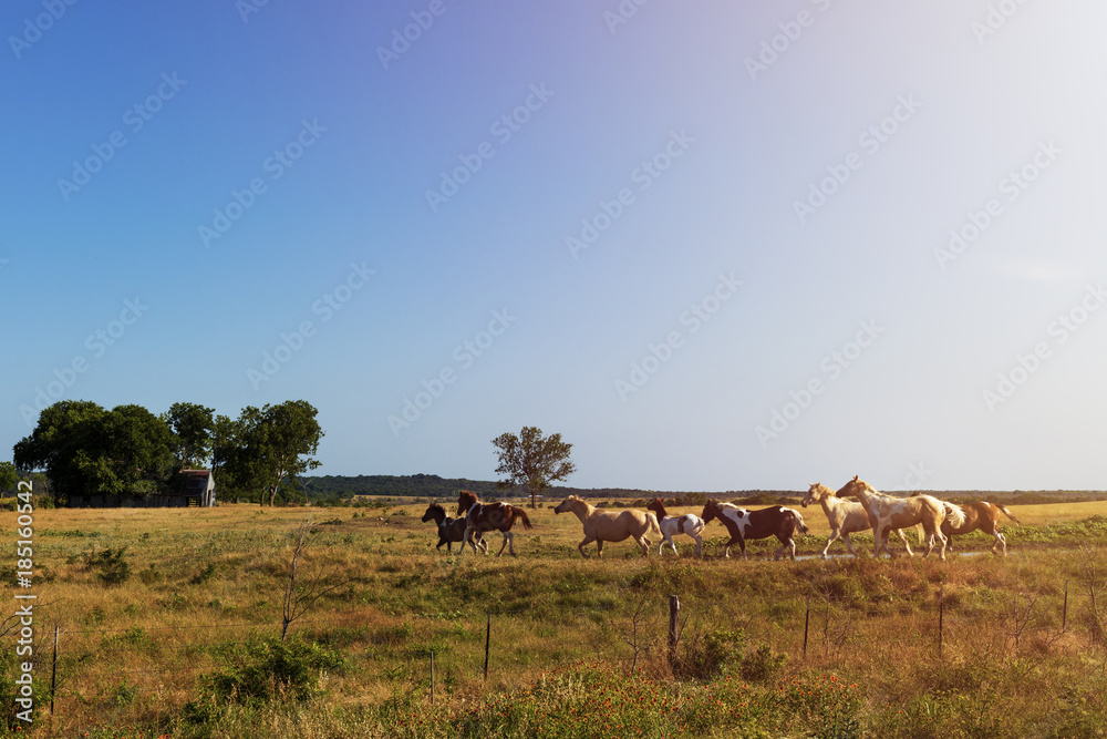 Fototapeta premium Horses in a ranch with an old barn in the background in rural Texas at sunset, USA; Concept for travel in the USA and in Texas