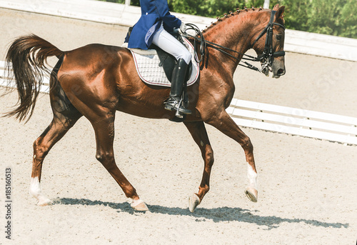Dressage horse and rider in blue uniform. Sorrel horse portrait during dressage competition. Advanced dressage test. Copy space for your text.  © taylon