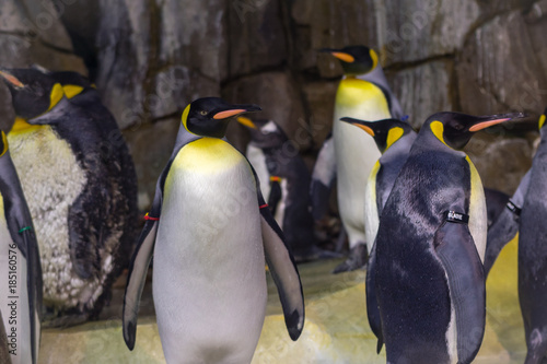 penguins