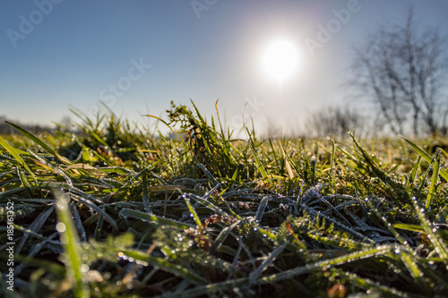 Defrosting grass in the morning sun