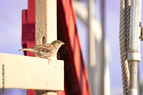 small bird